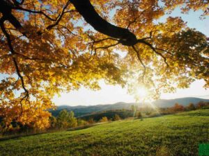 autumn_leaves
