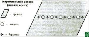 Хорошие соседи - свёкла
