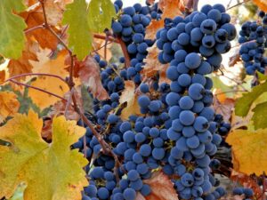 vinograd_frukty_osen_loza_urozhay_grozdi_listya_1600x1200