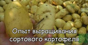 Выращивание семенного картофеля