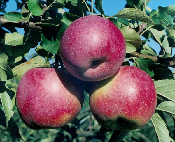 Яблуня Флорина