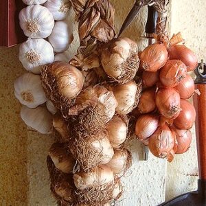 как хранить овощи