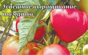 Успешное выращивание томатов