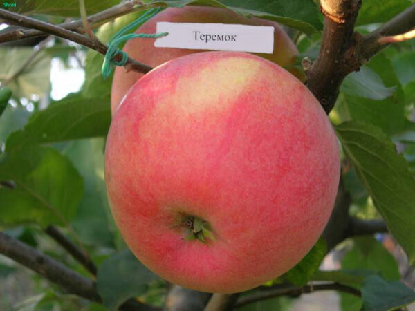 Яблуня Теремок