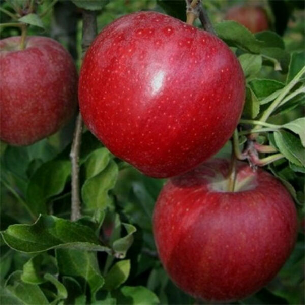 Яблоня Рубиновые Дуки