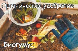 органическое удобрение - биогумус