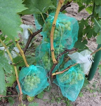 мешочки для винограда от ос