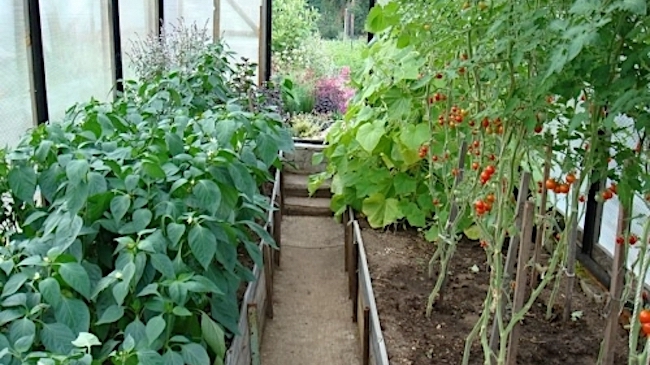 Выращивание томатов и перцев в условиях нестабильного климата