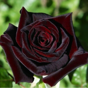 Роза плетистая Чёрная королева