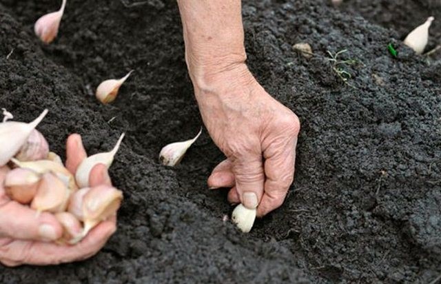 Способы посадки лука и чеснока - Клуб Органического Земледелия