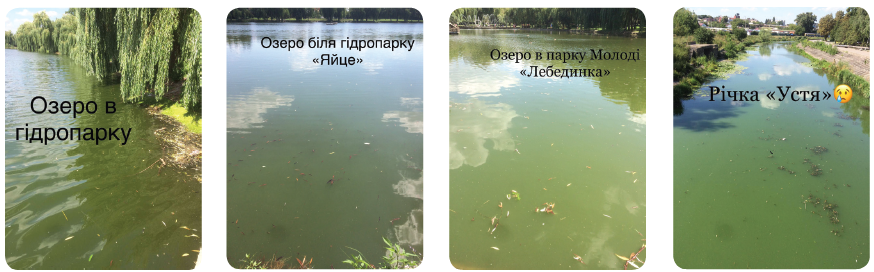 Толока "Вода Жива"