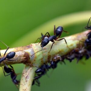 От муравьёв