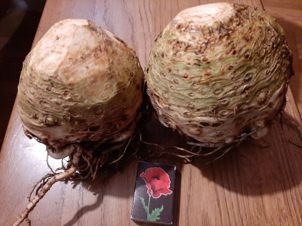 сельдерей