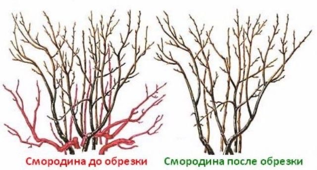 обрізки плодових дерев