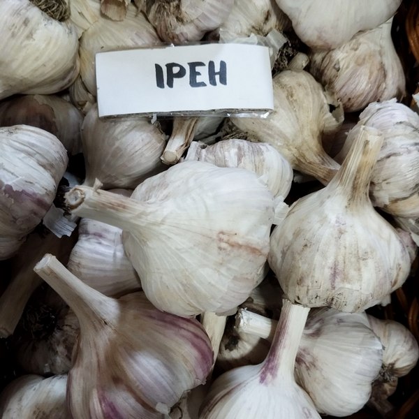 Чеснок Ирен органический семенной, 1-я репродукция — изображение 2
