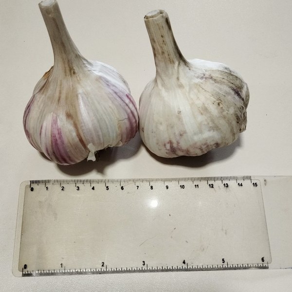 Чеснок Ирен органический семенной, 1-я репродукция — изображение 3