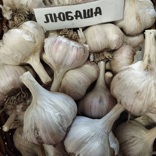 Часник Любаша органічний насіннєвий, 1-а репродукція