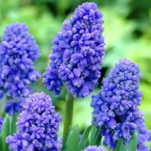 Мускарі Blue Spike 7/8