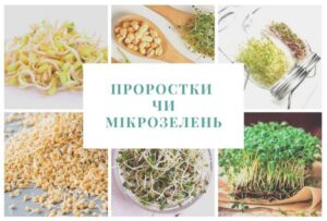 Проростки и микрозелень